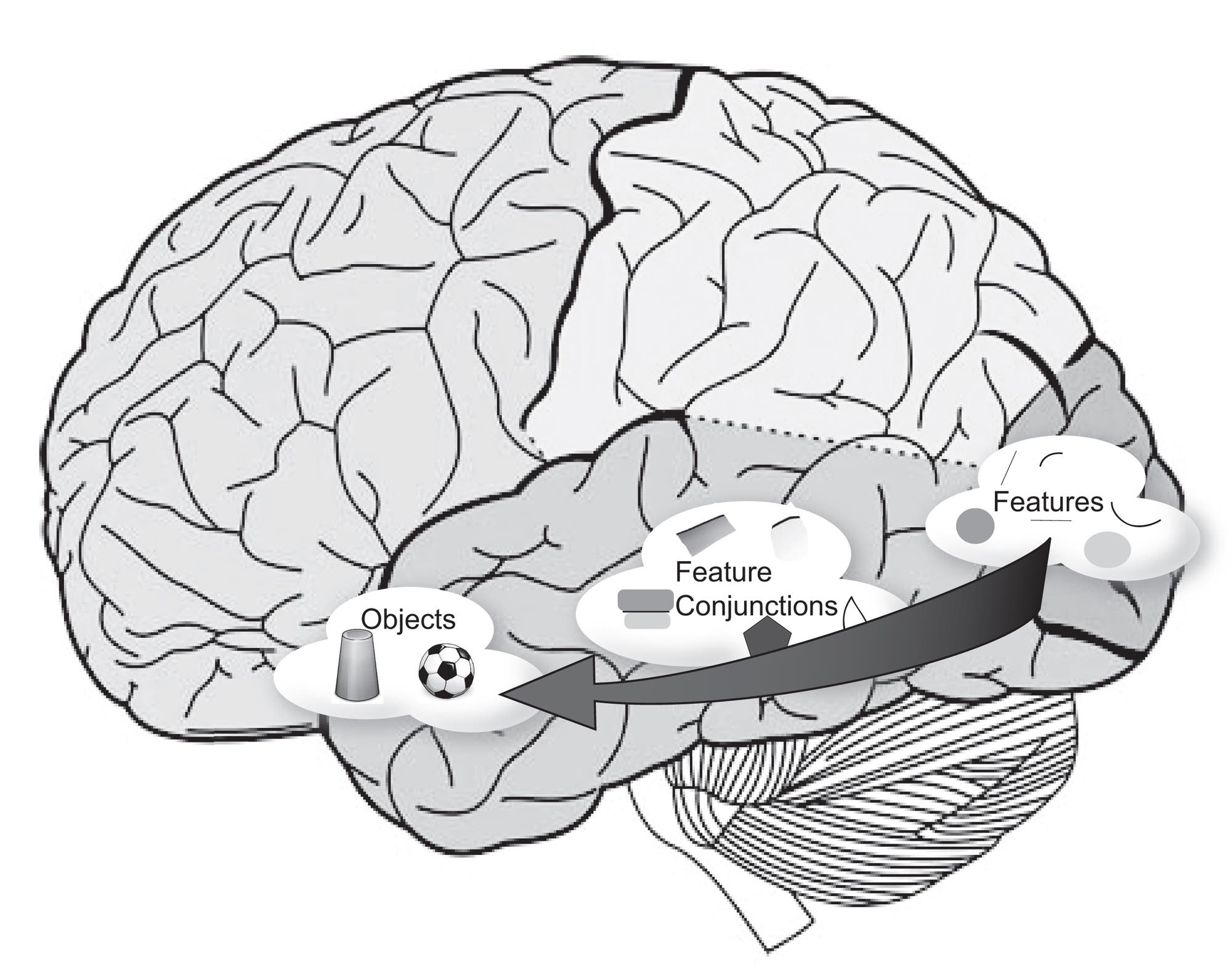 Gedächtnis: Im Kortex nichts Neues - Spektrum der Wissenschaft